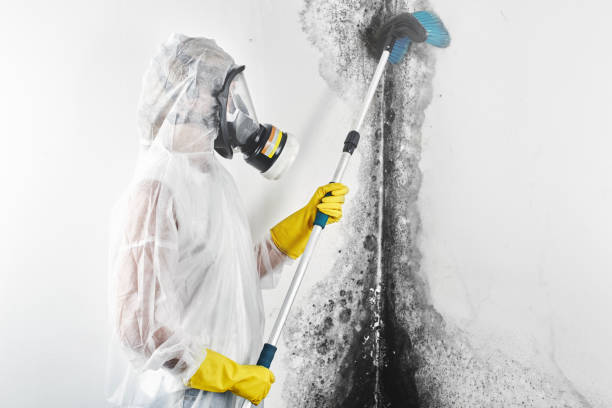 Best Mold Damage Restoration  in Eleanor, WV